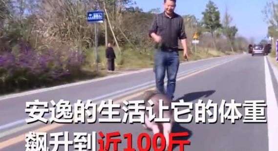 跑狐周记｜北马跑者顺能量胶惹争议俄勒冈项目再曝丑闻