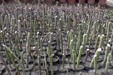 无花果有什么功效行家回答,无花果的秘密