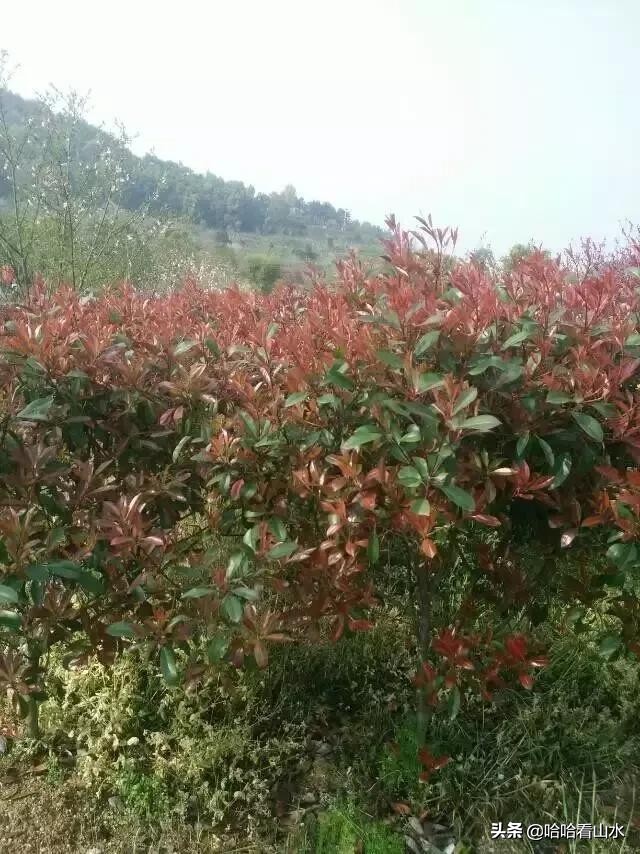 希尔寨，花的世界，花的海洋