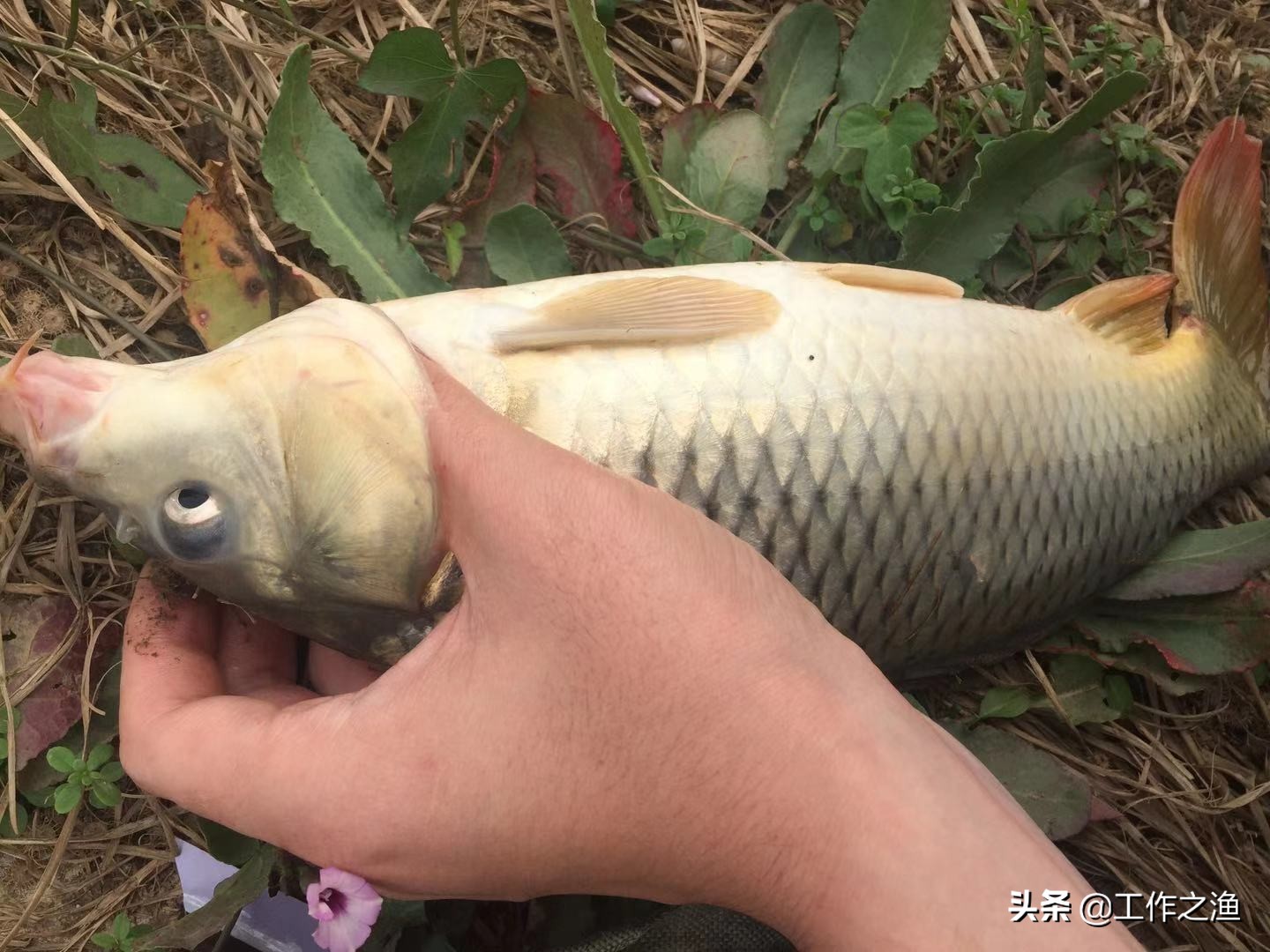 夏季鱼上浮水面该怎么钓,初冬温度升高鱼上浮
