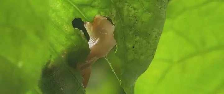 田园牧歌有哪些,田园牧歌纪录片