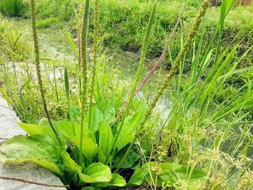 那些常见却叫不上名字的野花野草,常见的野花野草却是农家之宝