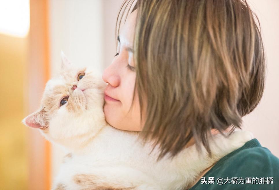 加菲猫在没人的时候乱撒娇,是什么让你选择了宠物