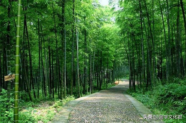 竹子定律的理解和感悟,竹子定律有哪些
