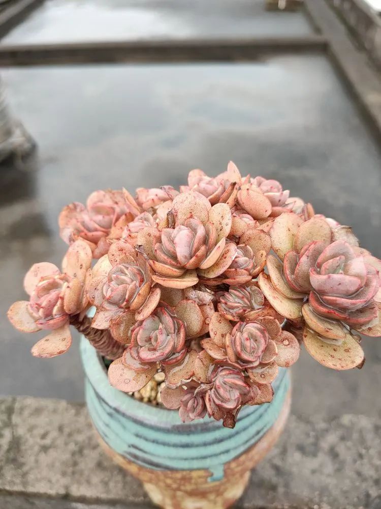 疫情期间在家欣赏多肉,疫情期间被多肉治愈