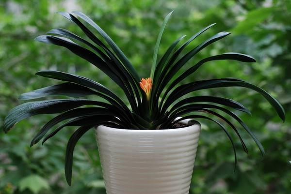 君子兰喝了3种水疯长不停,君子兰养护步骤与方法