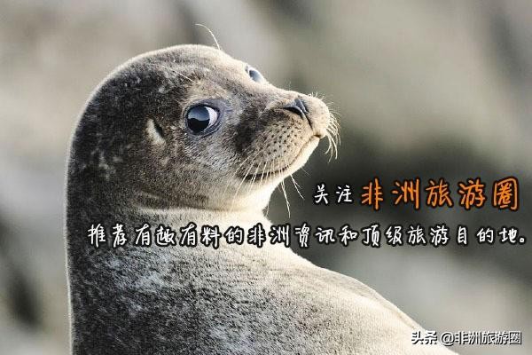 一瓶茅台酒在非洲卖多少钱，你知道吗？