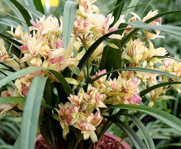 春兰名品最近最高价兰花是什么,比较贵的兰花品种图片及名称