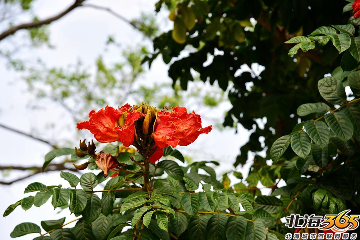 「多图」春天来了！北海街头的三角梅、黄花风铃开得好艳