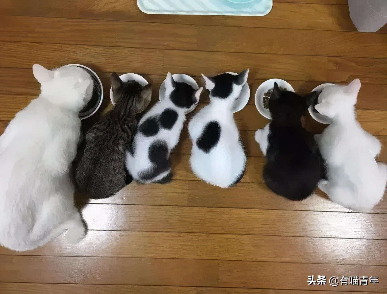 为什么对着猫吹气它会生气 (对着猫吹气)