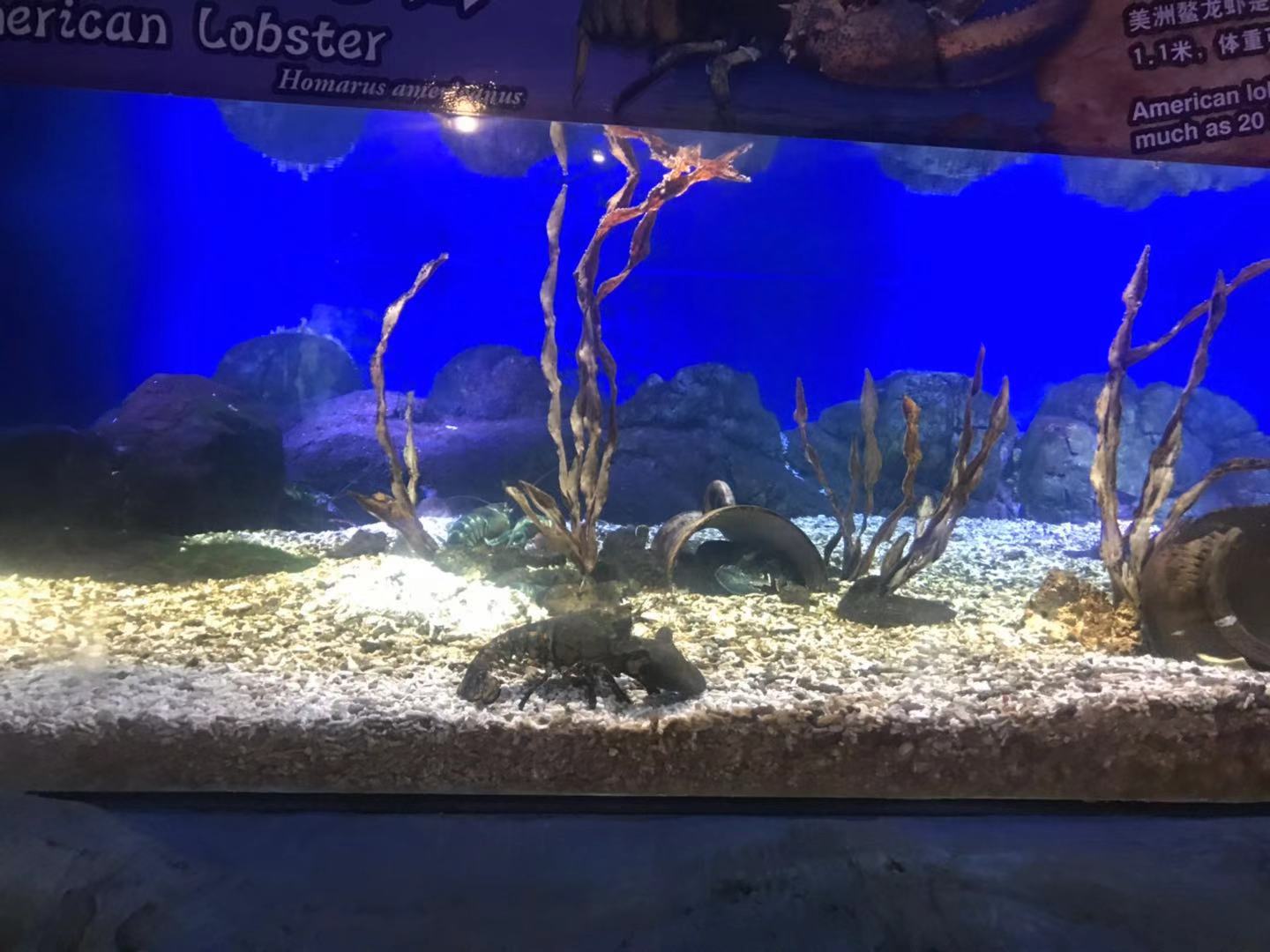 珠海长隆海洋王国亲子攻略2岁,亲子珠海长隆海洋王国一日游攻略