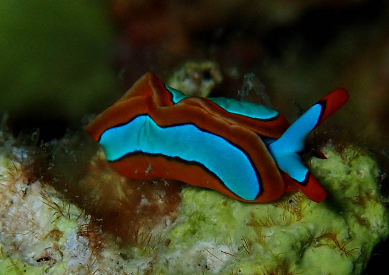 稀有海兔,最稀少的海兔