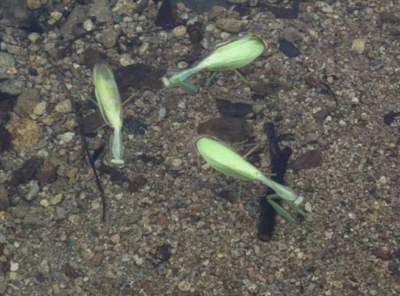 为什么螳螂会跳水自杀，难道脑子被控制了？