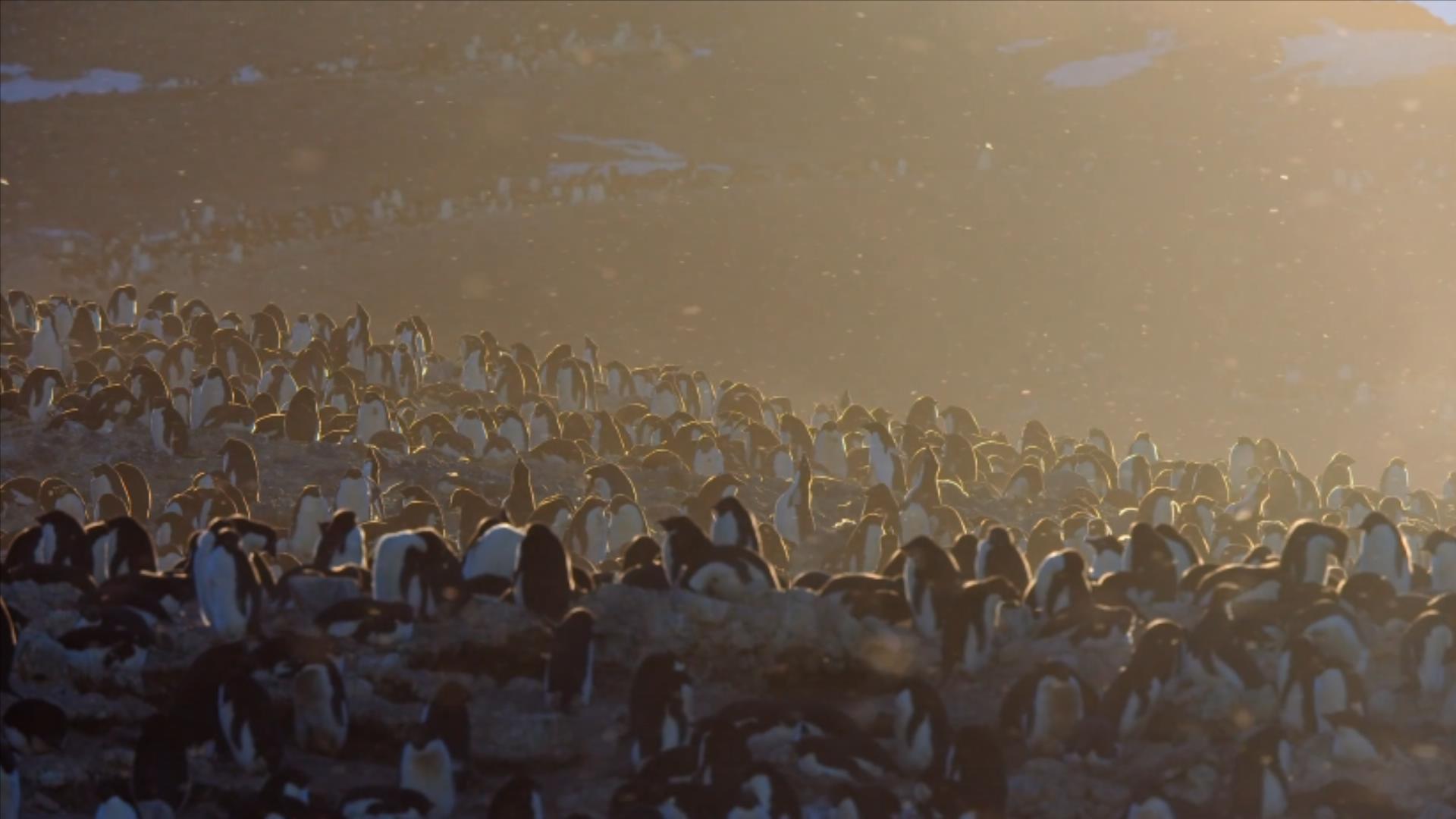 大过年的，被这些小萌萌给笑掉了头