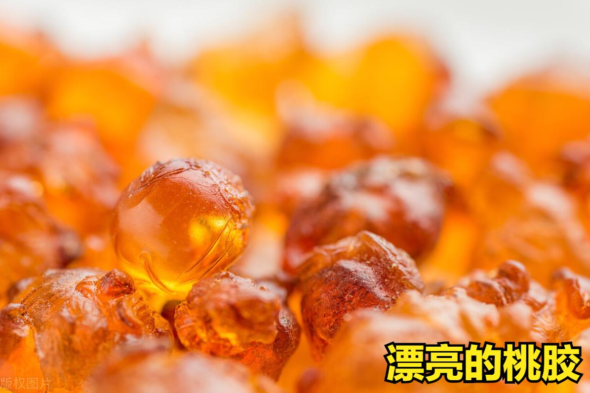 所有的桃胶都能够吃吗,桃胶直接从树上摘下来能够吃吗