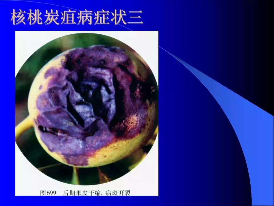 如何识别植物炭疽病和叶斑病,植物炭疽病的介绍