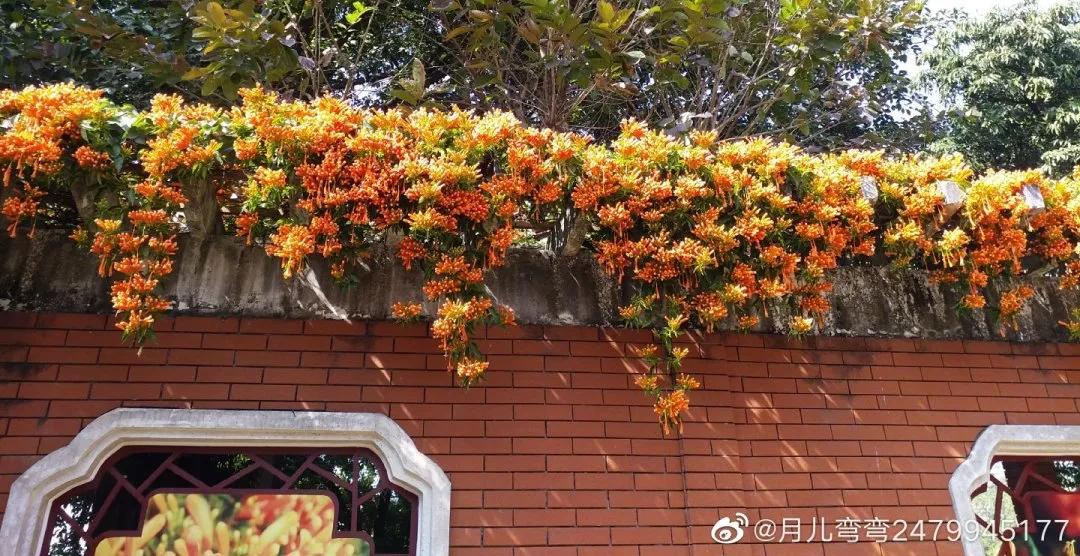 广州现在花开的季节,广州现在什么花开了