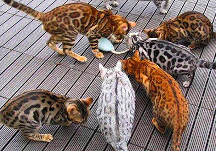 猫咪体重低怎么回事,猫咪体重忽上忽下