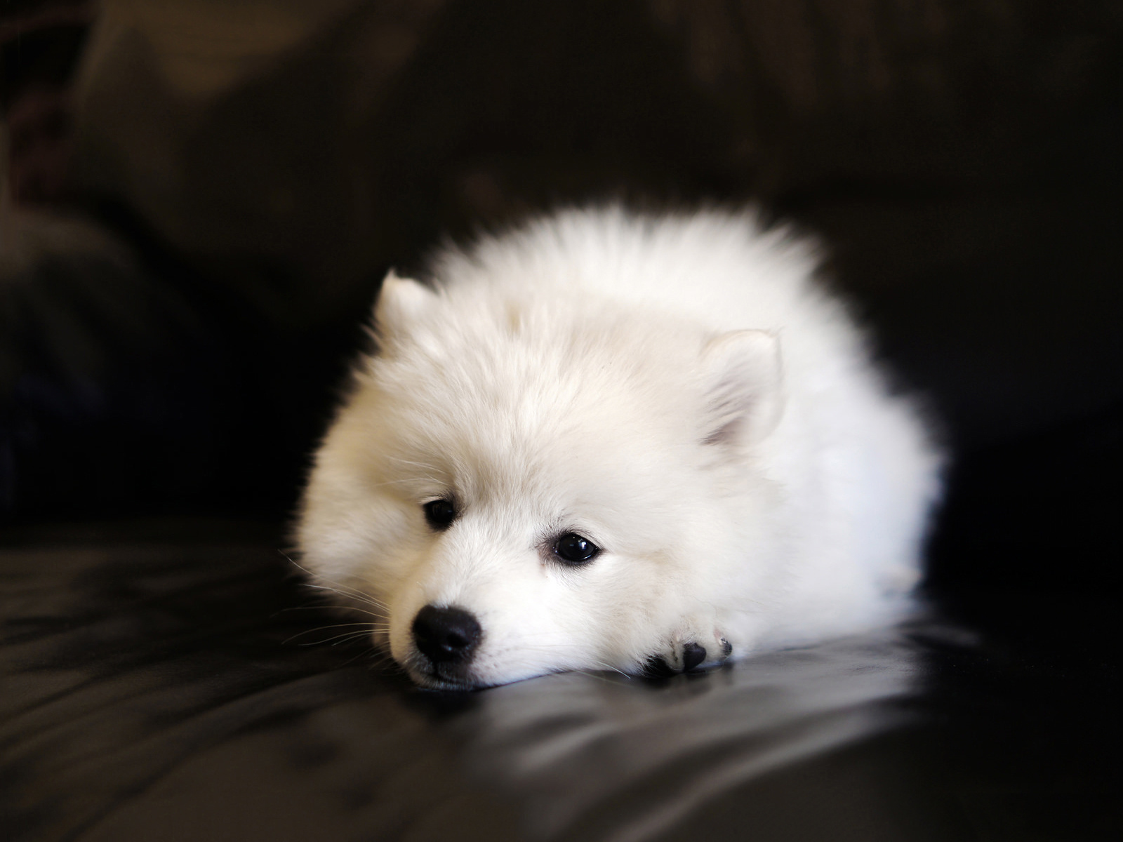 萨摩耶七个月的狗狗拉稀怎么回事,萨摩耶总是拉稀是怎么回事