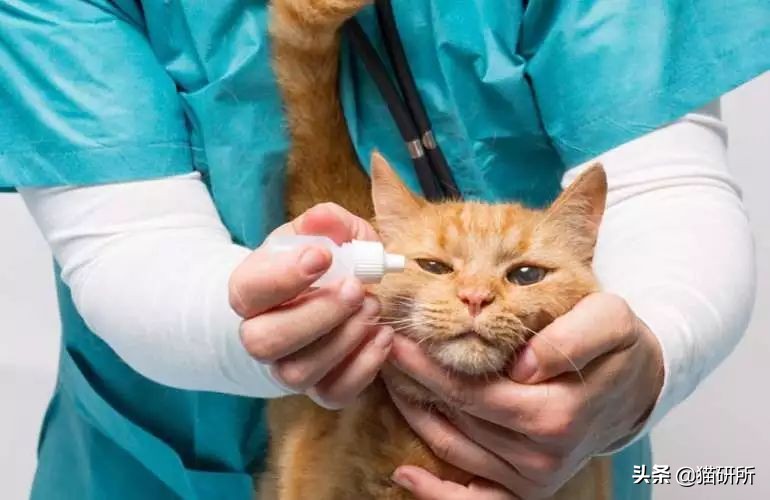 猫咪眼屎变多、咳嗽流鼻涕？别忽视了“嫌犯”支原体