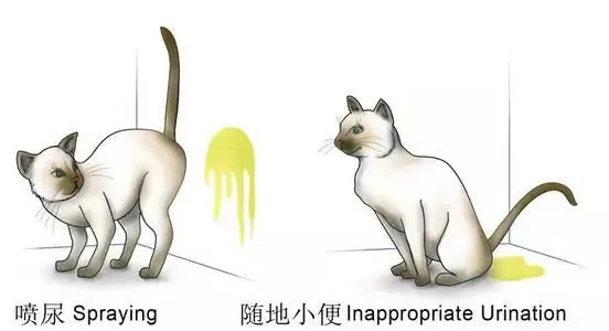 猫宫庄园如何选择合适猫咪的猫砂,猫咪又尿床又尿沙发该怎么教训