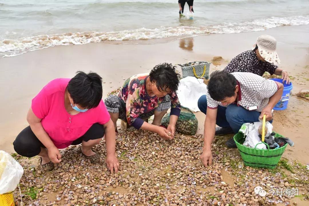 为什么烟台海边出现那么多海鲜,烟台的海为什么冒出那么多海鲜