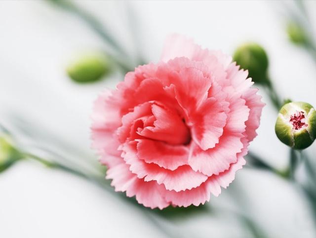 康乃馨种子养殖到开花方法全过程,康乃馨养殖酸性土好还是碱性土好