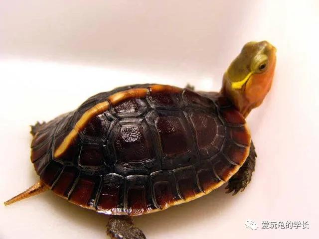 黄缘龟该如何造景,黄缘龟造景用河沙