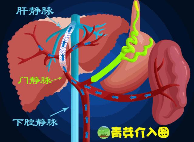 乙肝病人出现吐血便血大概活多久,乙肝吐血止血治疗方法