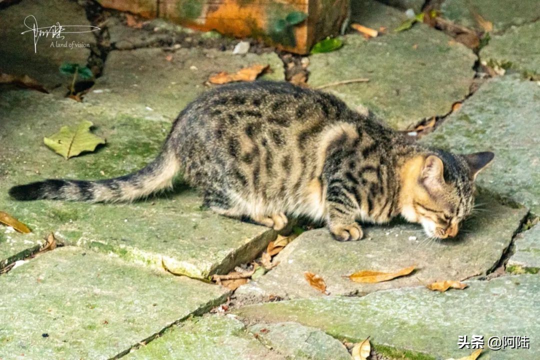 杭州第一街河坊街,杭州河坊街最繁华