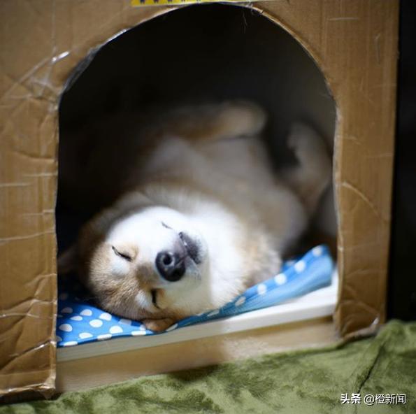 日本网红柴犬Marutaro日常生活治愈万千粉丝