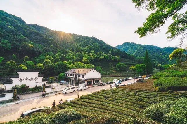中国茶叶消费排名前十名,全国各地分别爱喝什么茶叶