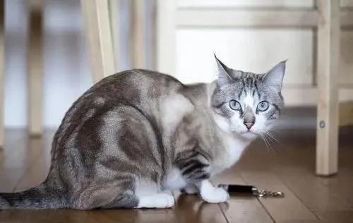 家里的猫屁股拉血了,猫咪屁股流血是要生了吗