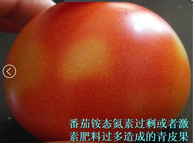 番茄微量元素肥害,番茄肥害叶子表现图片