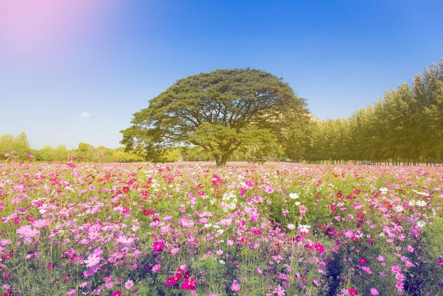 丰都龙景花园避暑房,丰都南天湖避暑房推荐