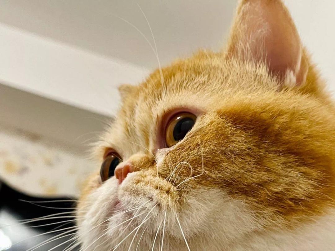 养猫人哭了 (朝九晚五合适养猫吗)