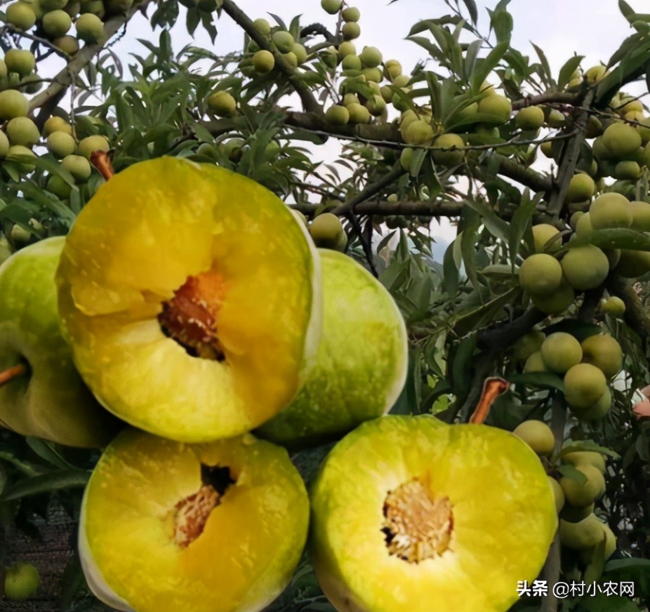 合适农村创业的最新致富项目,8个农村创业致富项目是什么