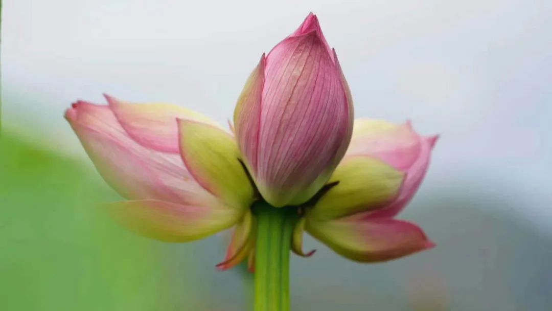 并蒂莲七绝二首,并蒂莲七绝诗