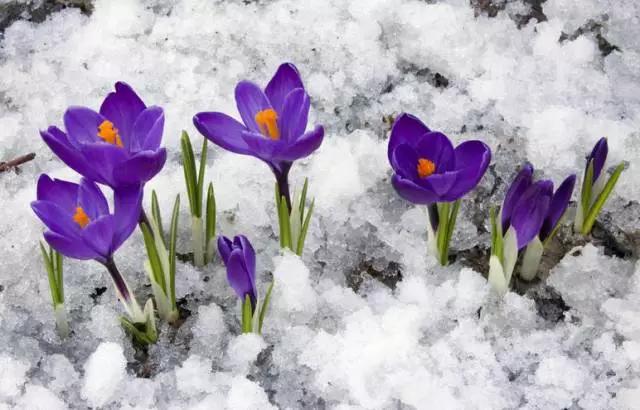 名贵植物排名前十名,十大天价的花卉