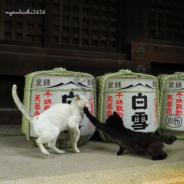 镜头下的猫视频,盘点那些可怜的流浪猫