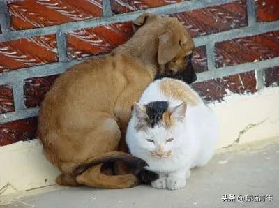 刚毕业的大学生建议养猫吗,没毕业大学生建议养猫吗