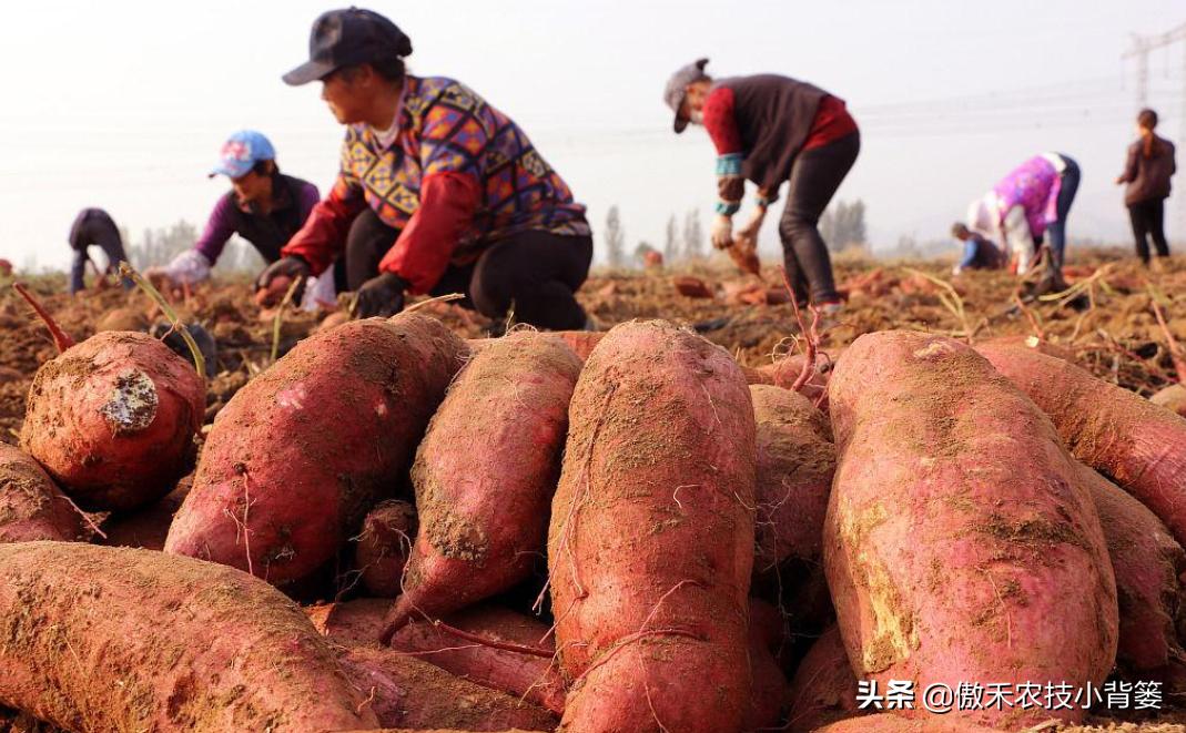 红薯种植高产技术怎样管理,红薯如何管理才能高产