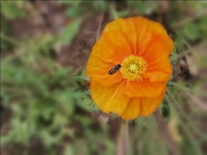 厦门园博苑带娃游玩攻略,厦门遛娃公园