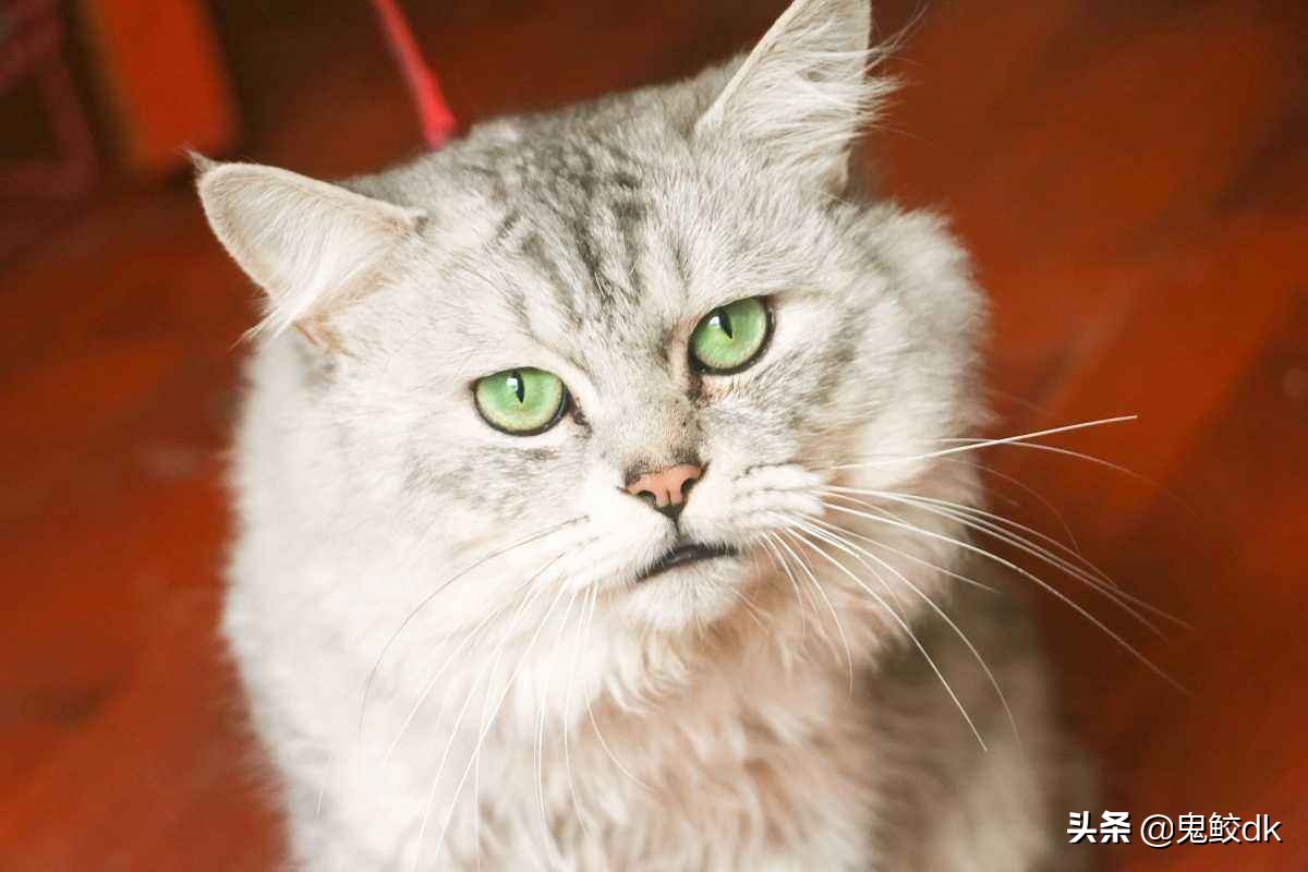 猫瘟治疗后后腿没劲,猫瘟最好治疗方法是怎样的