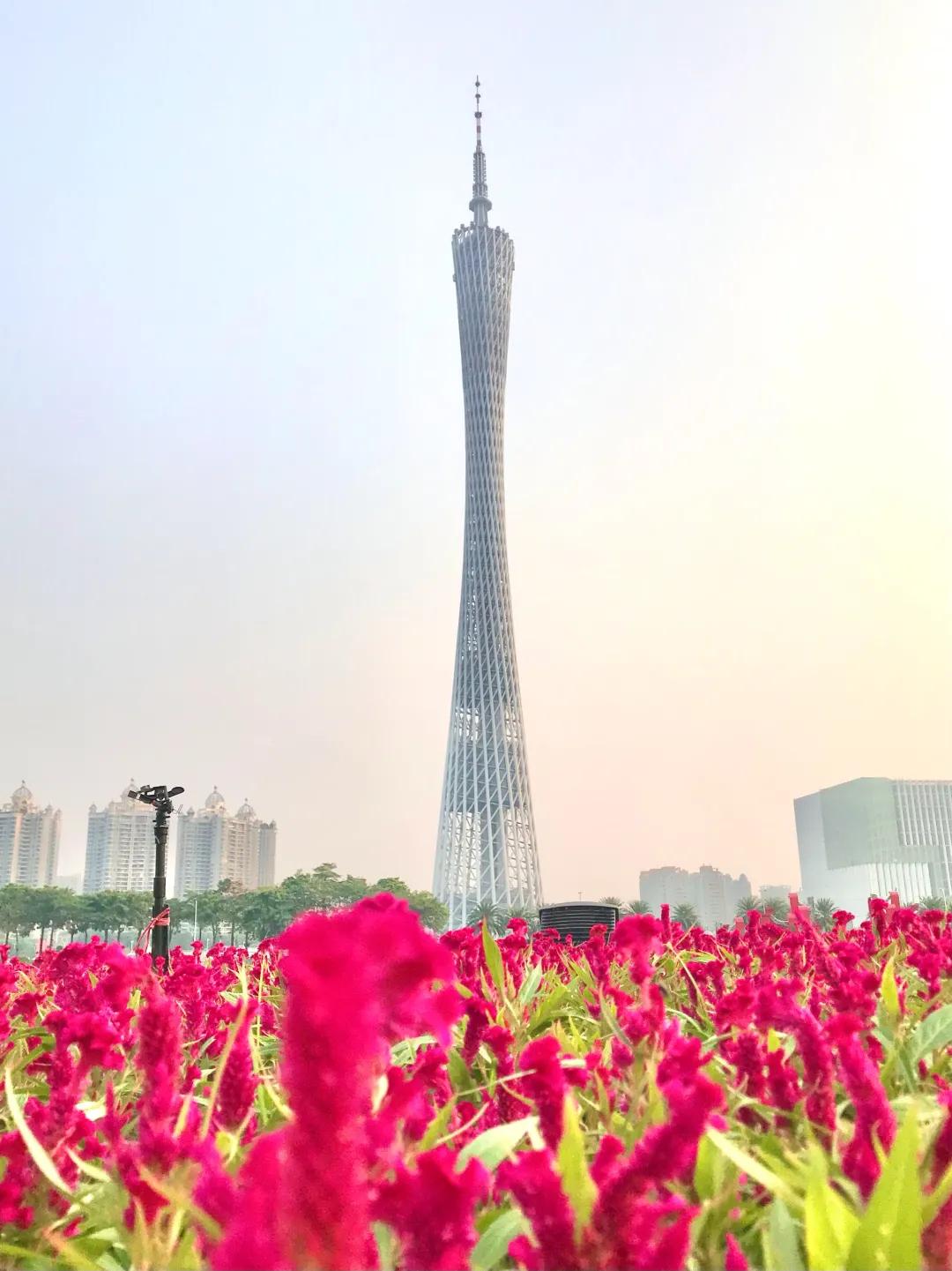 广州公园大片花海,广州哪个地铁站附近有花海