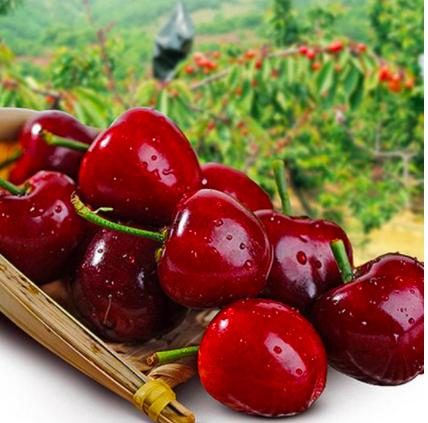 中国樱桃和车厘子的对比,不要再争了完全视频