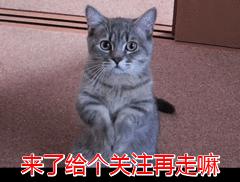 宠物毛发打结怎么处理,毛发打结猫狗