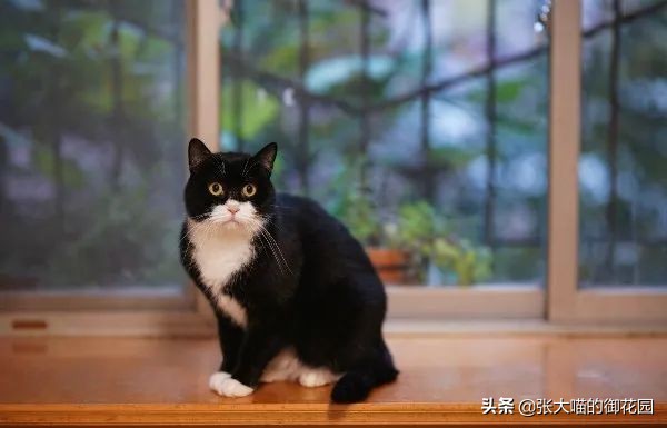 为什么猫咪的胡子和眉毛不能够剪,为什么猫咪的胡子不能剪