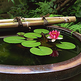 废弃鱼缸里合适养睡莲么,家里闲置大号水缸种睡莲多少土