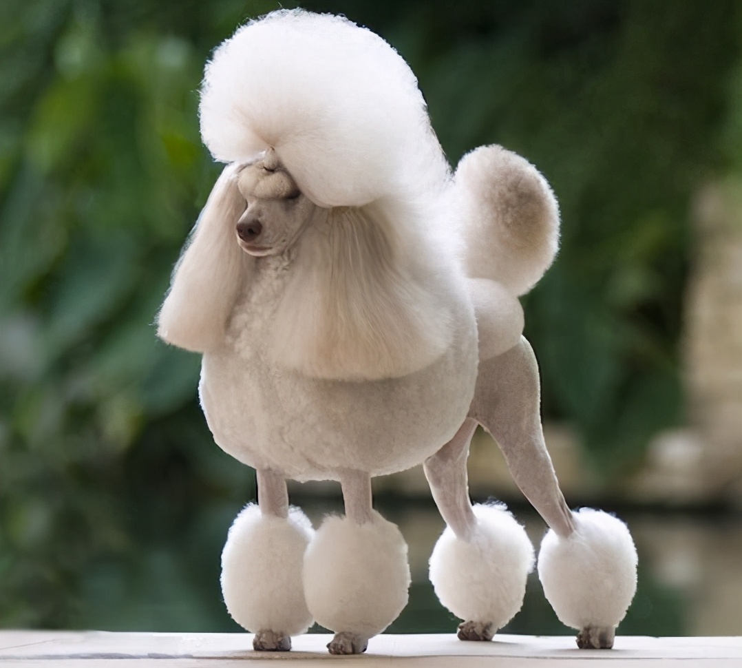 贵宾犬一般性格,贵宾犬的6大优点养一只不吃亏